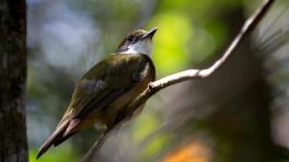Foto cortesía del Instituto Humboldt.