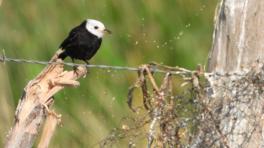 Viudita (Arundinicola leucocephala) Foto: Marlon González Vargas