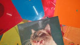 Foto tomada de Wiki Commons.