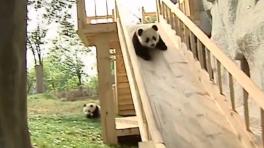 Top cinco de cosas divertidas de 2013