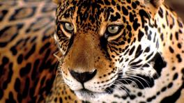 Rehabilitación de jaguares