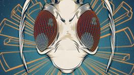 Nuevos Sonidos Colombianos: Tokai