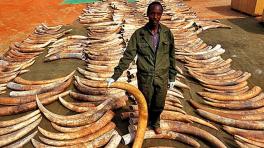 Tailandia se prepara para prohibir el comercio ilegal de marfil