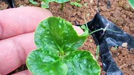 Desde la independencia el café fue el principal producto de la región, y se extendió durante el siglo XIX 