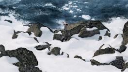 Revolver "Wind Song"