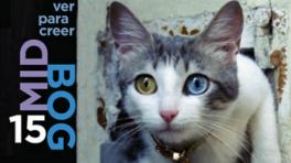 Ver para creer: XV Muestra Internacional Documental