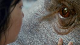 Okja: una crítica ambientalista a través de la amistad