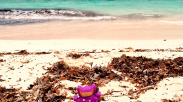 MINEC para ver, escuchar, tocar, oler y saborear 