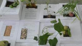 Obra: Maria Buenaventura