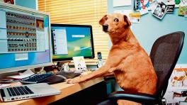 ¿Leíste los términos y condiciones?