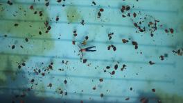 Talento Pereirano como protagonista en videoclip del artista danés Wangel