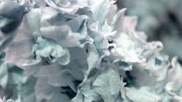 Escuchen algo del nuevo disco de Vermont