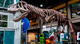 T.Rex Juliana. Foto tomada de: Maloka