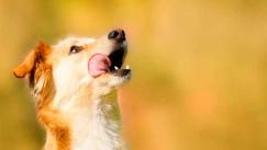 Pixie Science, la nueva apuesta por la investigación veterinaria en Colombia