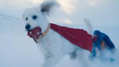 Aumenta el interés en la adopción de perros por ‘Superman’